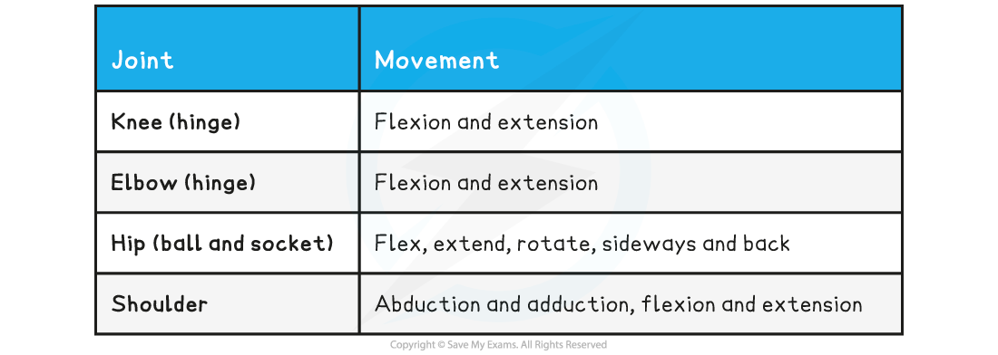 Requirements for Movement (11.2.1) | DP IB Biology: HL Revision Notes ...