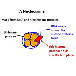 IB Biology: DNA structure - Extras for HL students