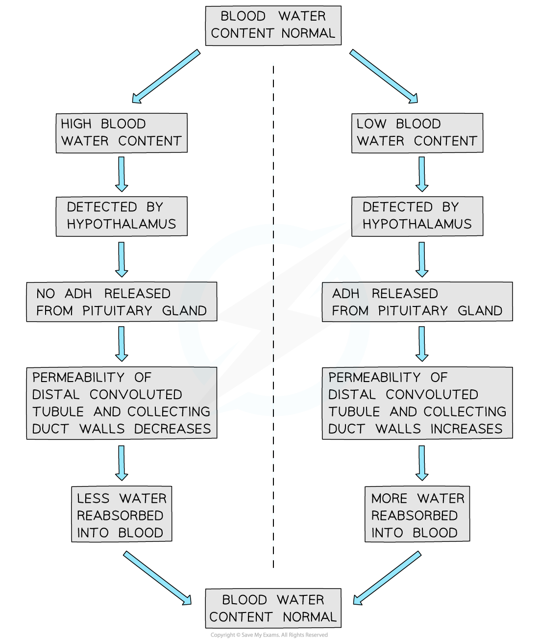 osmoregulation