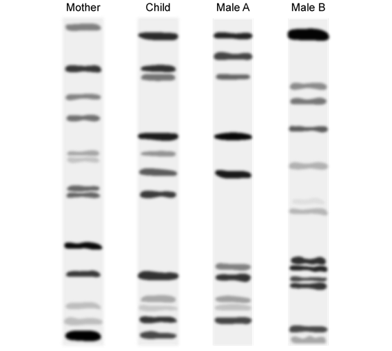 q3c_7-1-dna-structure--replication_ib_hl_biology