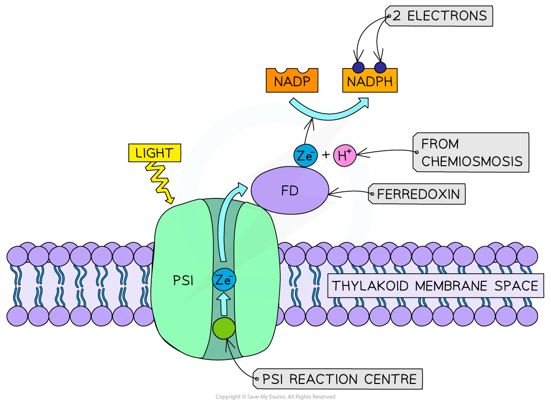reduction-nadp-in-photosynthesis