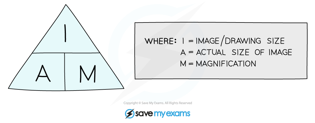 Magnification Equation, IGCSE & GCSE Biology revision notes