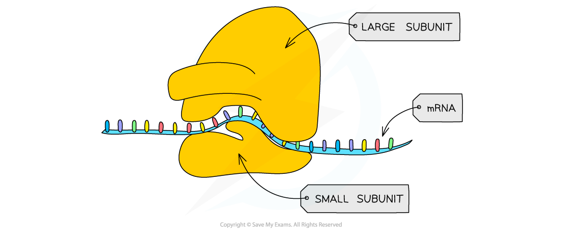 Cell components_Ribosome, , downloadable AS & A Level Biology revision notes