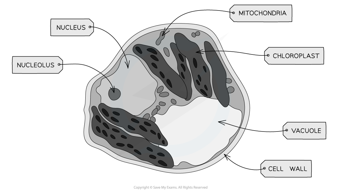 Plant Cell Micrograph 2, downloadable AS & A Level Biology revision notes