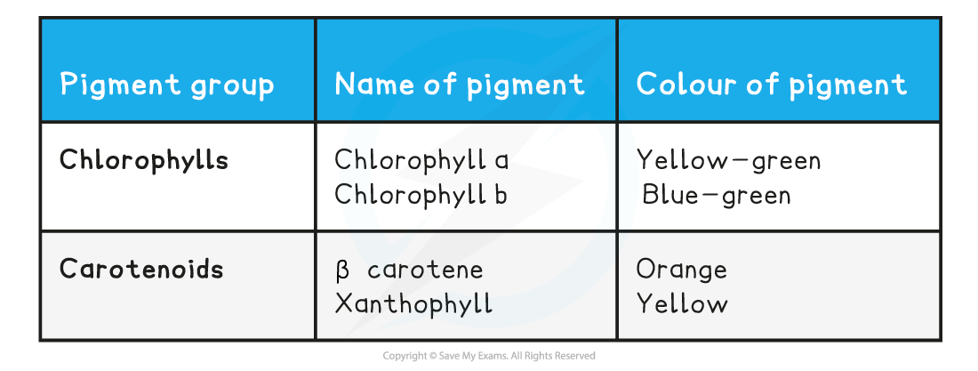 Chloroplast Pigments Table, downloadable AS & A Level Biology revision notes