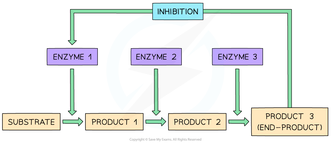 End-product inhibition, downloadable AS & A Level Biology revision notes