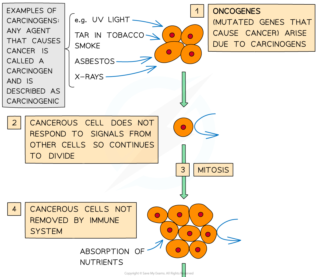 Stages in the development of cancer (1), downloadable AS & A Level Biology revision notes