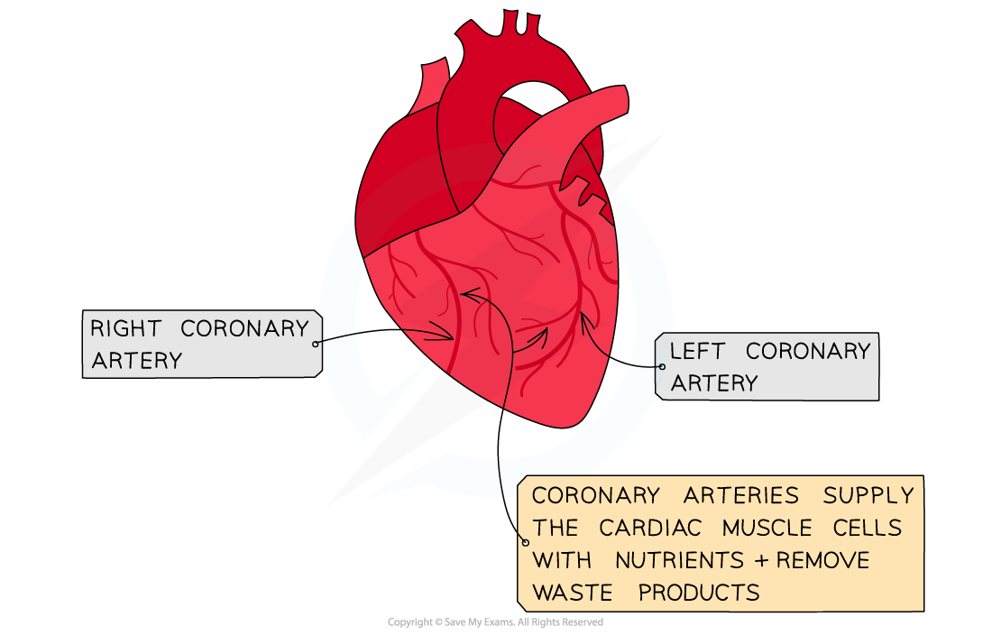 The Outside of the Heart, downloadable AS & A Level Biology revision notes