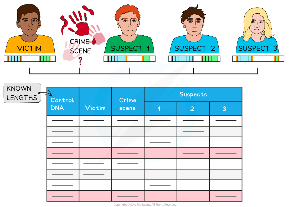 Gene technology_ Forensics, downloadable AS & A Level Biology revision notes