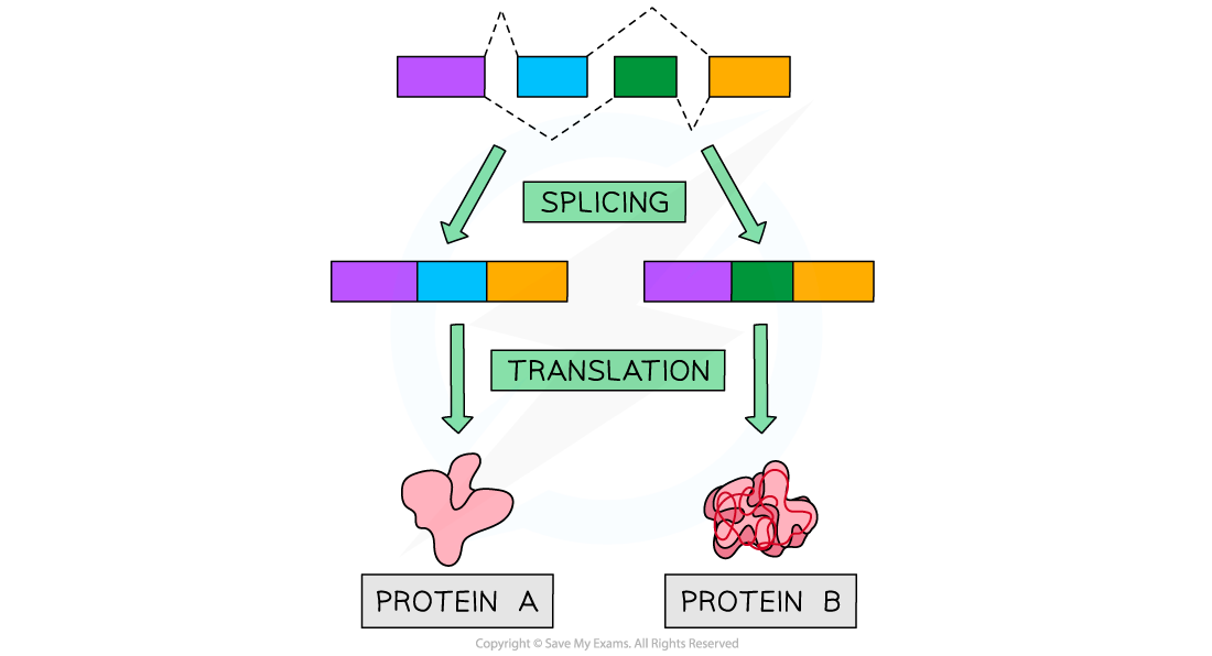 Alternative Splicing, downloadable AS & A Level Biology revision notes