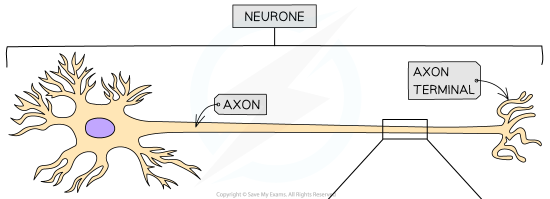 Transmission of a nerve impulse (1), downloadable AS & A Level Biology revision notes