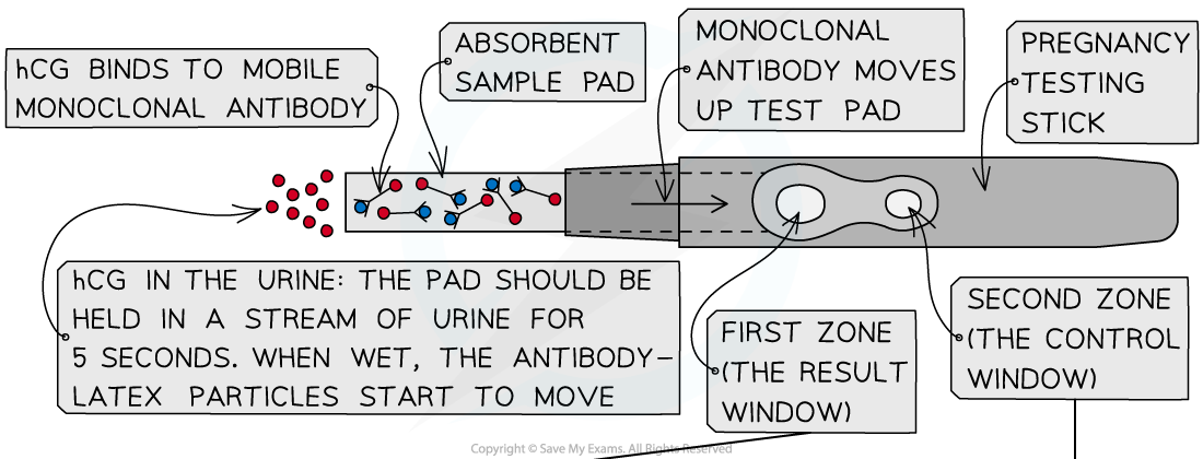Pregnancy testing stick 1, downloadable AS & A Level Biology revision notes