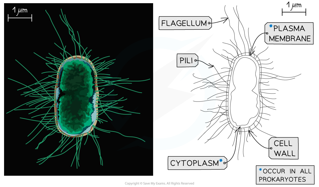 Scanning electron micrograph of an E.coli and drawing, downloadable IB Biology revision notes