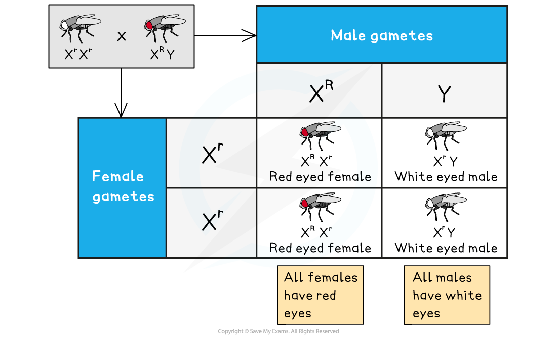 Sex linkage in drosophila, downloadable AS & A Level Biology revision notes