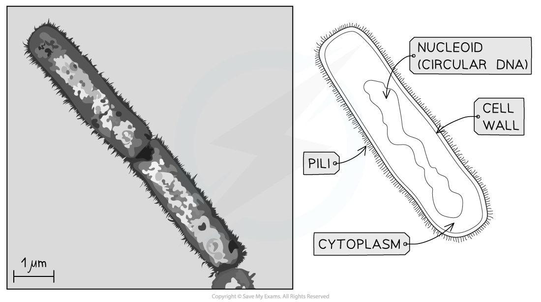 Transmission electron micrograph of a prokaryote and drawing,downloadable IB Biology revision notes