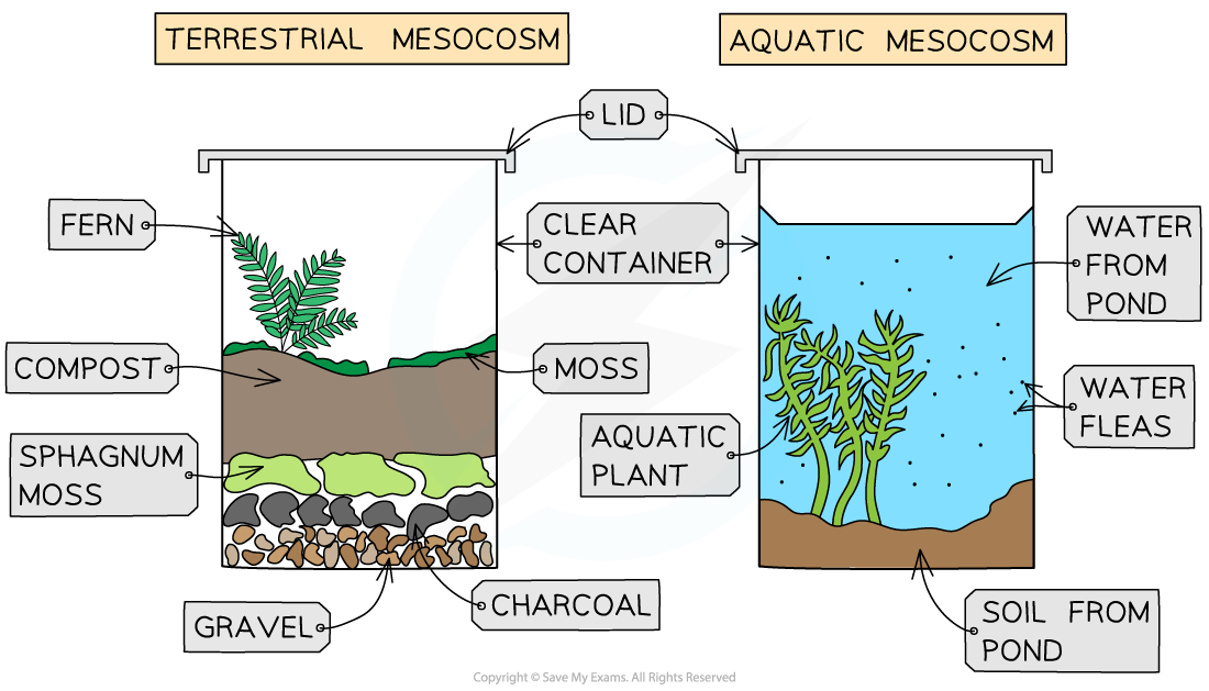 Building a Mesocosm, downloadable IB Biology revision notes