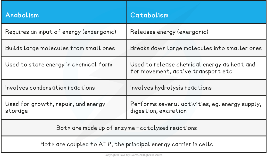 Comparison of Anabolism and Catabolism Table, downloadable AS & A Level Biology revision notes