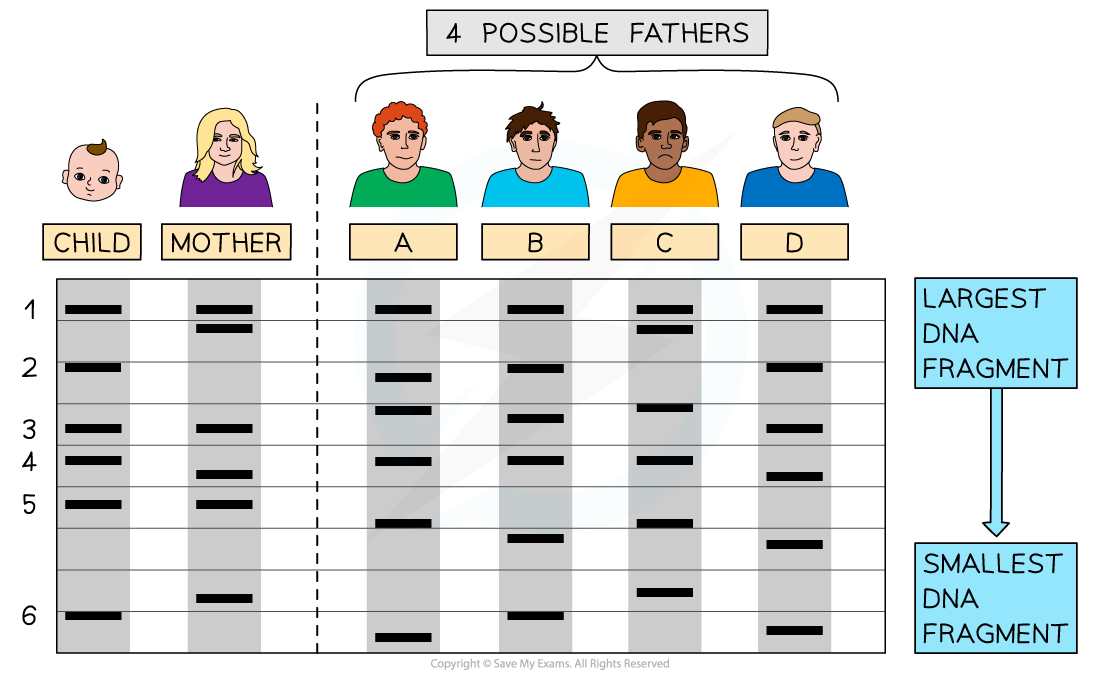 DNA Profiling, downloadable IB Biology revision notes