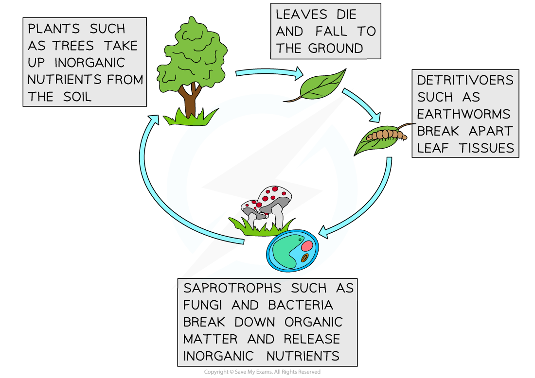 Nutrient cycling, downloadable IB Biology revision notes