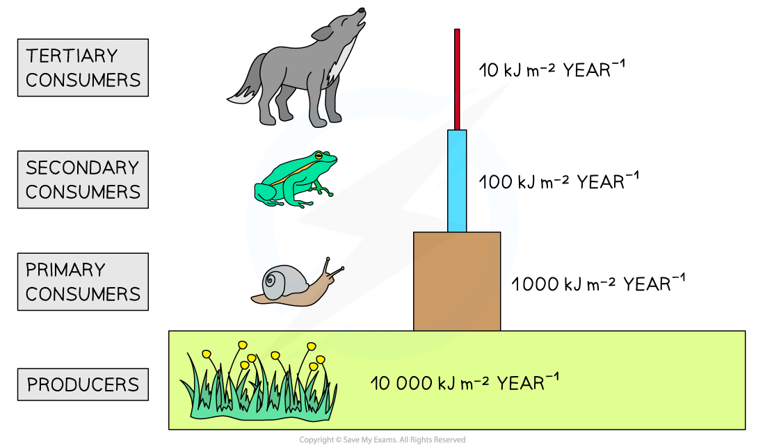 Pyramids of Energy, downloadable IB Biology revision notes