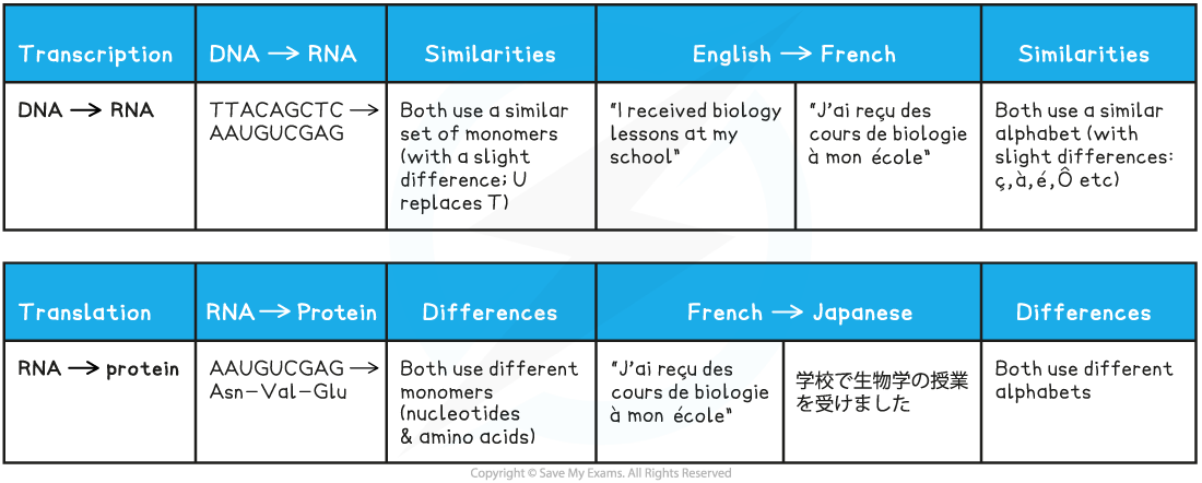 Transcription and Translation Analogy Table, downloadable IB Biology revision notes