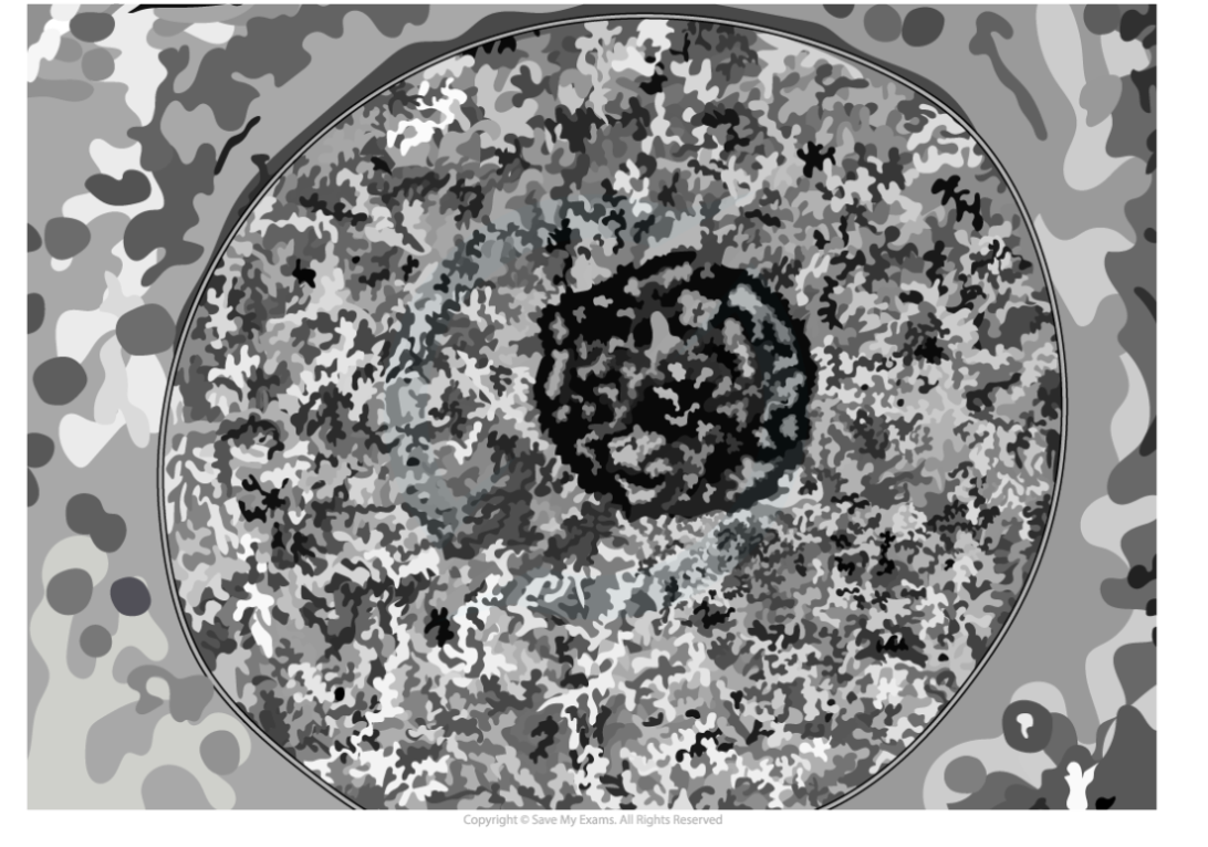 1.3.6 TEM of a plasma membrane suggests evidence for Davson-Danielli's model, downloadable IB Biology revision notes