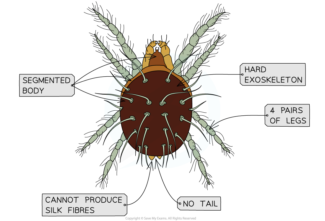 5.2.7 Dichotomous Keys - Worked example, downloadable IB Biology revision notes