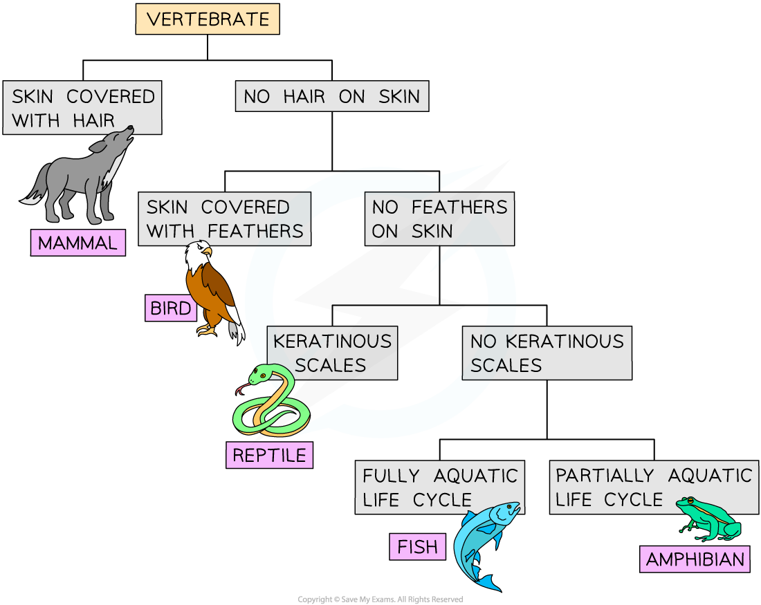 Dichotomous keys, downloadable IB Biology revision notes